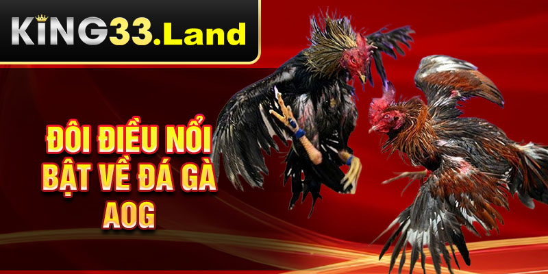 Đôi điều nổi bật về đá gà AOG