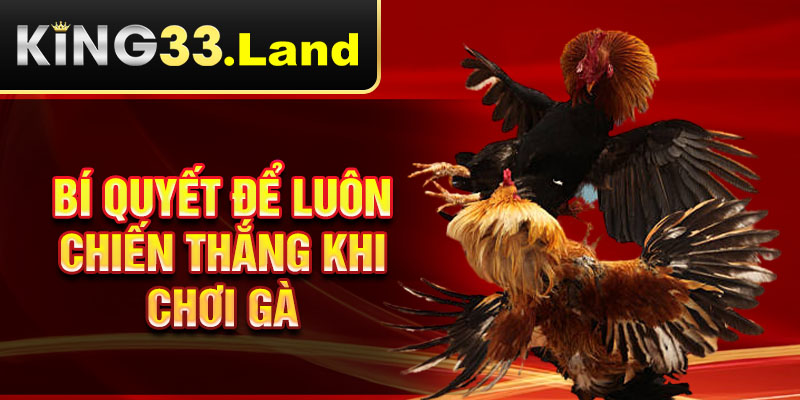 Bí quyết để luôn chiến thắng khi chơi gà