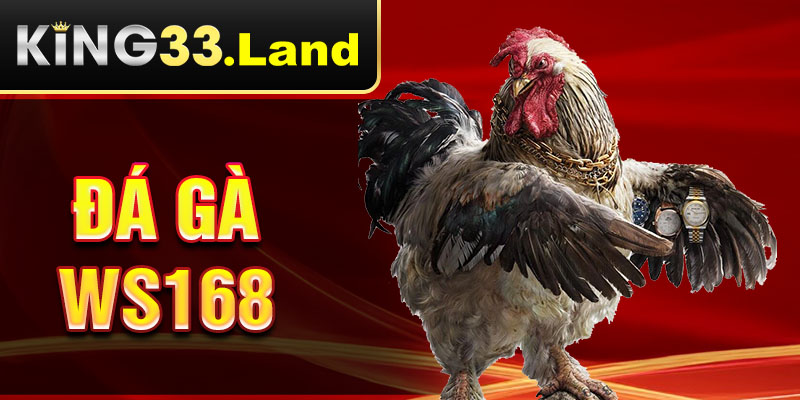 đá gà ws168